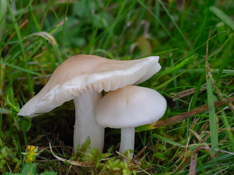 Entoloma prunuloides